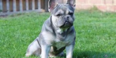 Micro machine best sale french bulldog